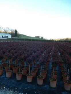 Glansmispel Op Stam (Photinia Fraseri 'Carré Rouge') -Tuinplanten Winkel photinia carre rouge