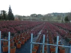 Glansmispel Op Stam (Photinia Fraseri 'Carré Rouge') -Tuinplanten Winkel photinia carre rouge 3
