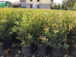 Glansmispel (Photinia Fraseri 'Carré Rouge') -Tuinplanten Winkel photinia carre rouge 80100cm c7