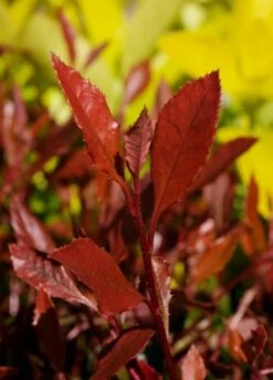 Glansmispel (Photinia Fraseri 'Chico') -Tuinplanten Winkel photinia chico 01