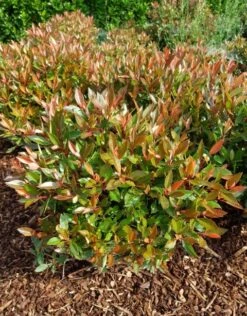 Glansmispel (Photinia Fraseri 'Chico') -Tuinplanten Winkel photinia chico 03