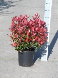 Glansmispel (Photinia Fraseri 'Little Red Robin') 16 Glansmispel (Photinia Fraseri 'Little Red Robin') -Tuinplanten Winkel photinia fraseri little red robin c10