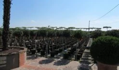 Glansmispel Op Stam (Photinia Fraseri 'Little Red Robin') 9 Glansmispel Op Stam (Photinia Fraseri 'Little Red Robin') -Tuinplanten Winkel photinia fraseri little red robin halfstam