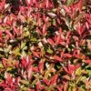 Glansmispel (Photinia Fraseri 'Mandarino') -Tuinplanten Winkel photinia fraseri mandarino