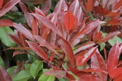 Glansmispel Meeneemhaag (Photinia Fraseri 'Red Robin') 7 Glansmispel Meeneemhaag (Photinia Fraseri 'Red Robin') -Tuinplanten Winkel photinia fraseri red robin01 4