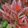 Glansmispel Als Leiboom (Photinia Fraseri 'Red Robin') 1 Glansmispel Als Leiboom (Photinia Fraseri 'Red Robin') -Tuinplanten Winkel photinia fraseri red robin01 7
