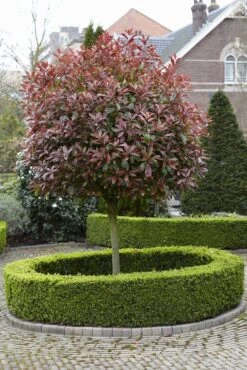 Glansmispel Als Boom (Photinia Fraseri 'Red Robin') -Tuinplanten Winkel photinia fraseri red robin02