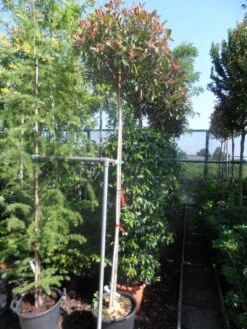 Glansmispel Als Boom (Photinia Fraseri 'Red Robin') -Tuinplanten Winkel photinia fraseri red robin 10 12ho cont