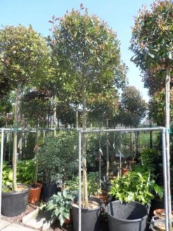 Glansmispel Als Boom (Photinia Fraseri 'Red Robin') -Tuinplanten Winkel photinia fraseri red robin 12 14 16ho cont