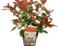 Glansmispel (Photinia 'Magical Volcano') -Tuinplanten Winkel photinia magical volcano c3 2