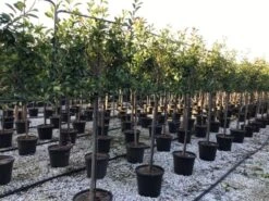 Glansmispel Halfstam Als Leiboom (Photinia Fraseri 'Red Robin') -Tuinplanten Winkel photinia red robin 130cm stem leivorm