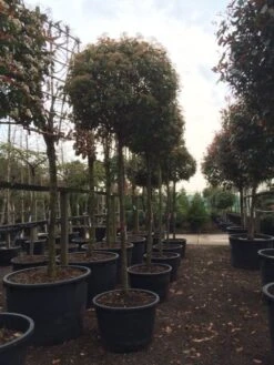 Glansmispel Als Boom (Photinia Fraseri 'Red Robin') -Tuinplanten Winkel photinia red robin 2025