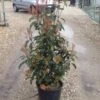 Glansmispel (Photinia 'Robusta Compacta') -Tuinplanten Winkel photinia robusta compacta