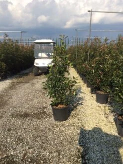 Glansmispel (Photinia 'Robusta Compacta') -Tuinplanten Winkel photinia robusta compacta 2
