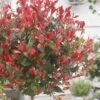 Glansmispel Op Stam (Photinia Fraseri 'Little Red Robin') -Tuinplanten Winkel photinia x fraseri little red robin01 2