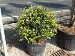 Glansmispel Als Bolvorm (Photinia Fraseri 'Carré Rouge') 12 Glansmispel Als Bolvorm (Photinia Fraseri 'Carré Rouge') -Tuinplanten Winkel photiniacarrerougebal02