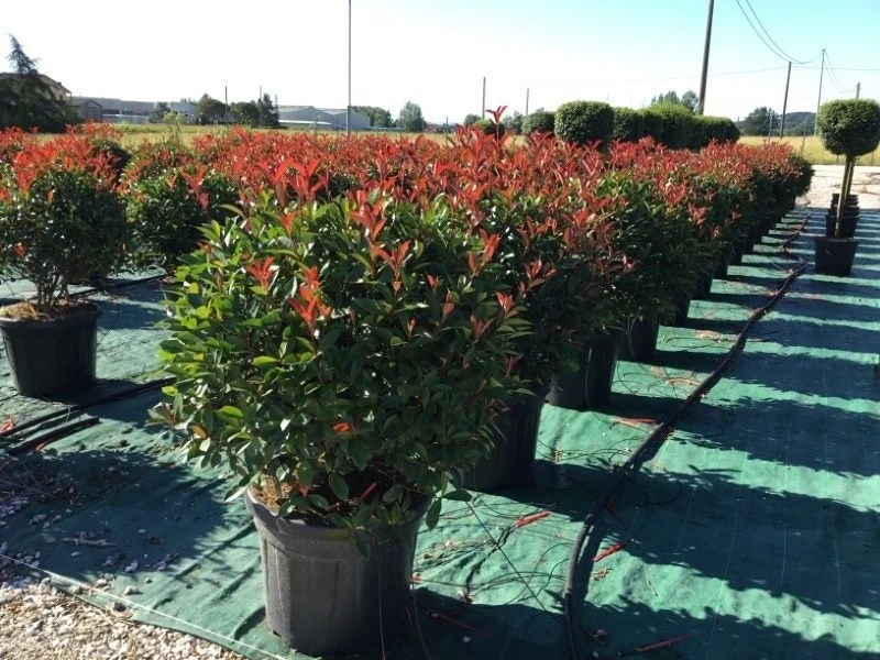 Glansmispel Als Bolvorm (Photinia Fraseri 'Carré Rouge') 3 Glansmispel Als Bolvorm (Photinia Fraseri 'Carré Rouge')