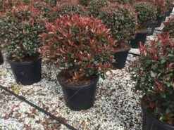 Glansmispel Als Bolvorm (Photinia Fraseri 'Carré Rouge') 11 Glansmispel Als Bolvorm (Photinia Fraseri 'Carré Rouge') -Tuinplanten Winkel photiniacarrerougebal04