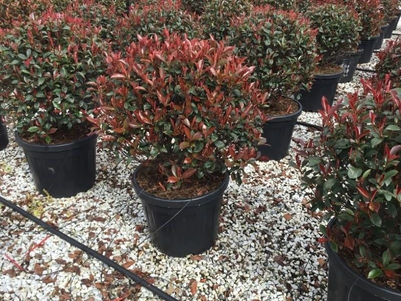 Glansmispel Als Bolvorm (Photinia Fraseri 'Carré Rouge') 5 Glansmispel Als Bolvorm (Photinia Fraseri 'Carré Rouge') - Afbeelding 3