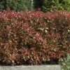 Glansmispel (Photinia Fraseri 'Red Robin') -Tuinplanten Winkel photiniafraseriredrobinv01