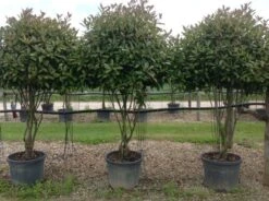 Meerstammige Glansmispel (Photinia Fraseri 'Red Robin') -Tuinplanten Winkel photiniaredrobinmeerstammig01