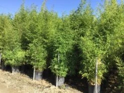 Bamboe (Phyllostachys Aurea) 41 Bamboe (Phyllostachys Aurea) -Tuinplanten Winkel phyllostachus aurea 150 200cm