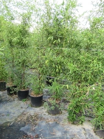 Bamboe (Phyllostachys Aurea) 20 Bamboe (Phyllostachys Aurea) - Afbeelding 18