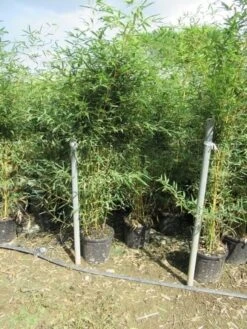 Bamboe (Phyllostachys Aurea) 38 Bamboe (Phyllostachys Aurea) -Tuinplanten Winkel phyllostachys 3