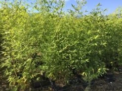 Bamboe (Phyllostachys Aurea) 40 Bamboe (Phyllostachys Aurea) -Tuinplanten Winkel phyllostachys aurea 100 125cm c5