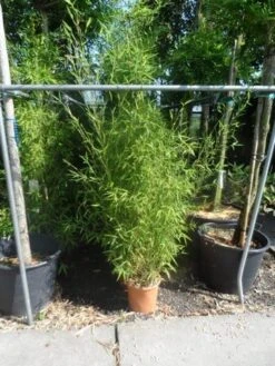 Bamboe (Phyllostachys Aurea) 31 Bamboe (Phyllostachys Aurea) -Tuinplanten Winkel phyllostachys aurea 150 175 c12