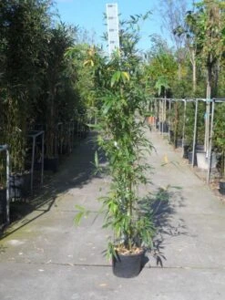 Bamboe (Phyllostachys Aurea) 32 Bamboe (Phyllostachys Aurea) -Tuinplanten Winkel phyllostachys aurea 150 200 c12