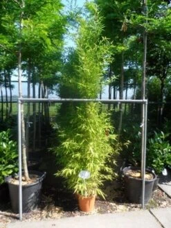 Bamboe (Phyllostachys Aurea) 33 Bamboe (Phyllostachys Aurea) -Tuinplanten Winkel phyllostachys aurea 175 200 c12
