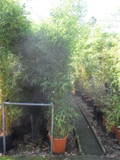 Bamboe (Phyllostachys Aurea) 29 Bamboe (Phyllostachys Aurea) -Tuinplanten Winkel phyllostachys aurea 200 250 c25