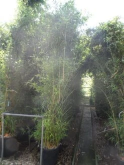 Bamboe (Phyllostachys Aurea) 30 Bamboe (Phyllostachys Aurea) -Tuinplanten Winkel phyllostachys aurea 250 300 c35