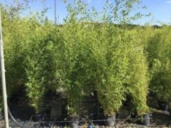 Bamboe (Phyllostachys Aureosulcata 'Spectabilis') 27 Bamboe (Phyllostachys Aureosulcata 'Spectabilis') -Tuinplanten Winkel phyllostachys aureosulcata spectabilis 100125