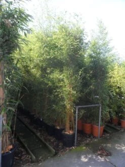 Bamboe (Phyllostachys Aureosulcata 'Spectabilis') 19 Bamboe (Phyllostachys Aureosulcata 'Spectabilis') -Tuinplanten Winkel phyllostachys aureosulcata spectabilis 200 250 c25