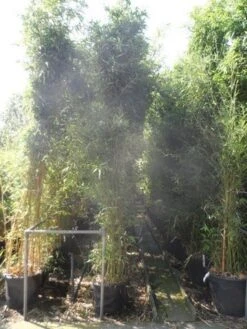 Bamboe (Phyllostachys Bissetii) -Tuinplanten Winkel phyllostachys bissetii 250 300 c35