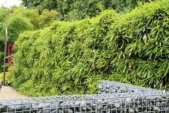 Bamboe (Phyllostachys Bissetii) -Tuinplanten Winkel phyllostachys bissetti 1