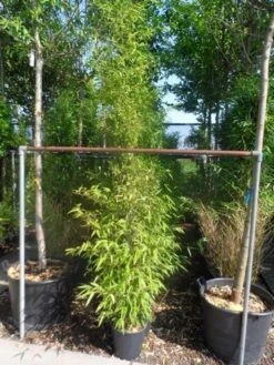 Bamboe (Phyllostachys Nigra) 14 Bamboe (Phyllostachys Nigra) -Tuinplanten Winkel phyllostachys nigra 150 200 c12