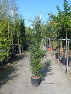 Bamboe (Phyllostachys Nigra) 15 Bamboe (Phyllostachys Nigra) -Tuinplanten Winkel phyllostachys nigra 150 200 c18