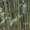 Bamboe (Phyllostachys Viridiglaucescens) 1 Bamboe (Phyllostachys Viridiglaucescens) -Tuinplanten Winkel phyllostachys viridis glaucescens