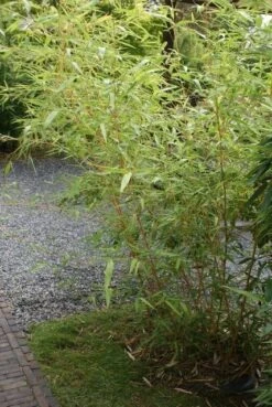 Bamboe (Phyllostachys Vivax 'Aureocaulis') -Tuinplanten Winkel phyllostachys vivax aureocaulis