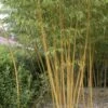 Bamboe (Phyllostachys Vivax 'Aureocaulis') -Tuinplanten Winkel phyllostachys vivax aureocaulis 1