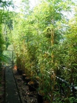 Bamboe (Phyllostachys Vivax 'Aureocaulis') -Tuinplanten Winkel phyllostachys vivax aureocaulis 200 250 300 c25