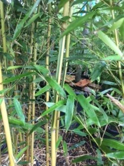 Bamboe (Phyllostachys Aureosulcata 'Spectabilis') 22 Bamboe (Phyllostachys Aureosulcata 'Spectabilis') -Tuinplanten Winkel phyllostahys spectabilis 3