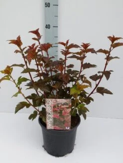 Blaasspirea (Physocarpus Opulifolius 'Lady In Red') 12 Blaasspirea (Physocarpus Opulifolius 'Lady In Red') -Tuinplanten Winkel physocarpos lady in red 3 6