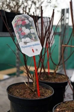 Blaasspirea (Physocarpus Opulifolius 'Diabolo') -Tuinplanten Winkel physocarpus diabolo winter lm01