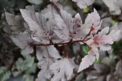 Blaasspirea (Physocarpus Opulifolius 'Diabolo') -Tuinplanten Winkel physocarpus diabolo 1