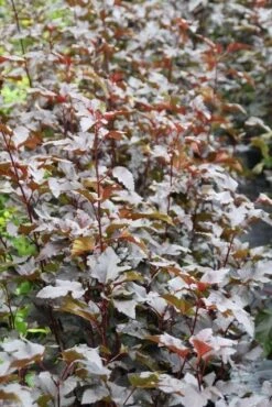 Blaasspirea (Physocarpus Opulifolius 'Diabolo') -Tuinplanten Winkel physocarpus diabolo 2