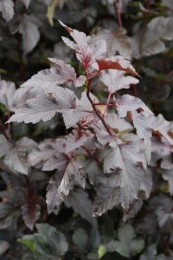 Blaasspirea (Physocarpus Opulifolius 'Diabolo') -Tuinplanten Winkel physocarpus diabolo 3
